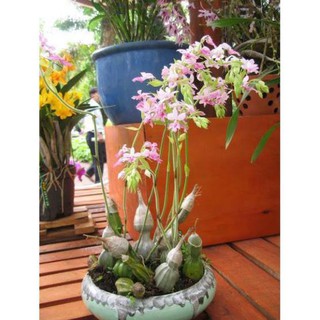 Củ túy lan- địa lan bầu rượu rừng ninh thuận