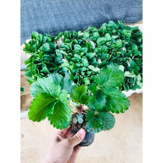 Combo 7 cây Dâu tây Hana chịu nhiệt