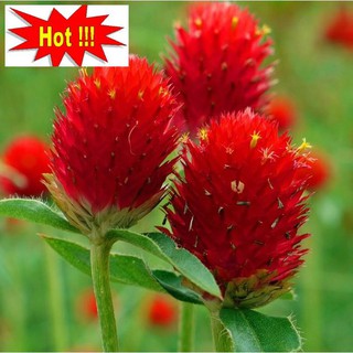 50 H - HẠT GIỐNG CÚC NÚT ÁO ĐỎ