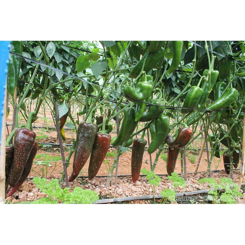 Hạt giống ớt sừng ngọt F1 LUCKY SEEDS-30 hạt