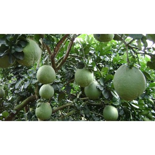 Cây Bưởi Da Xanh Ruột Hồng 80cm - 1m Hơn 1 năm cho quả ( Ảnh Thật)