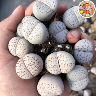 Sen mông,lithops,thạch lan Trắng 2-3cm