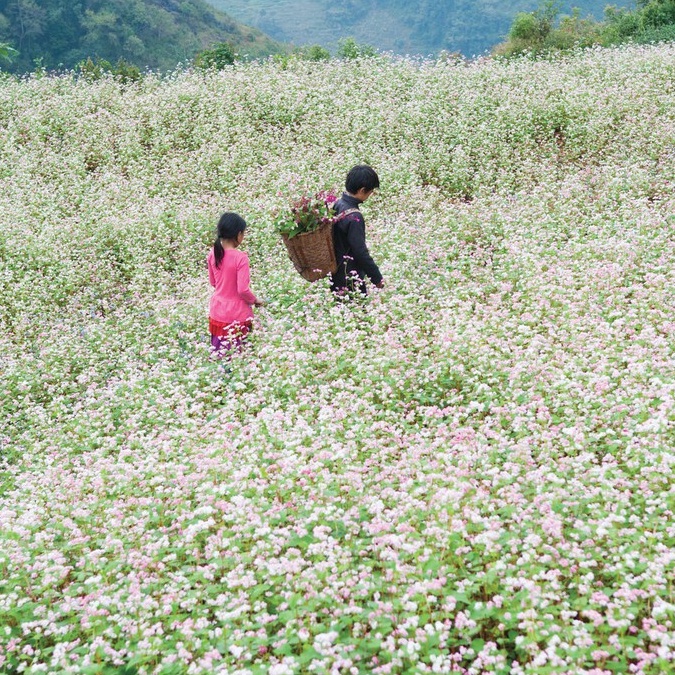 Hạt Giống Hoa Tam Giác Mạch (tặng kèm phân)