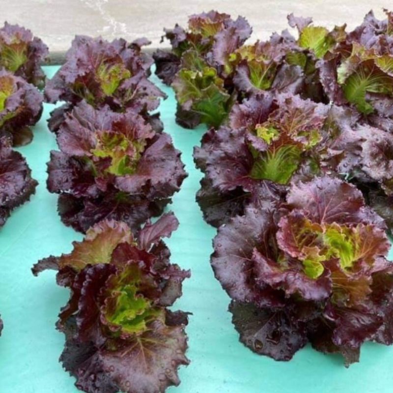 Hạt giống xà lách red Cherokee Lettuce chịu nhiệt