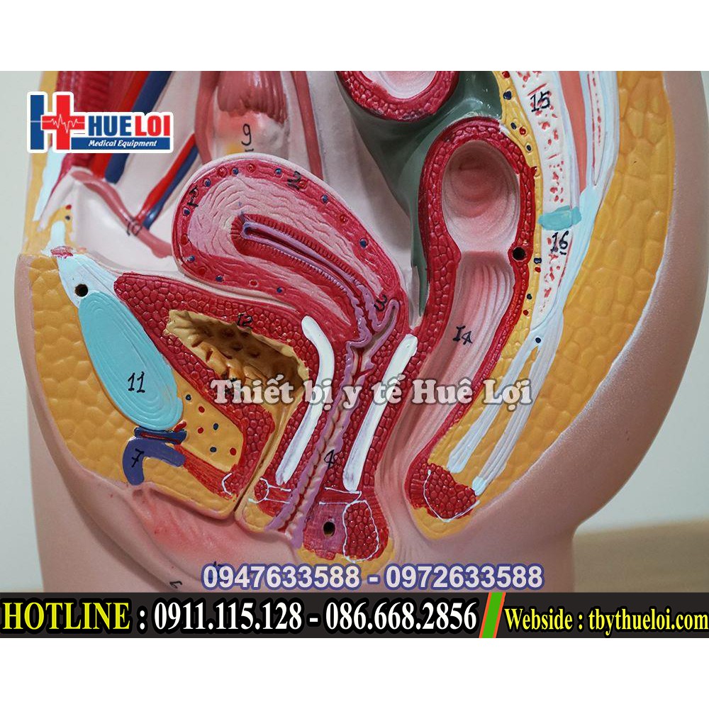 Mô hình giải phẫu bộ phận sinh dục nữ