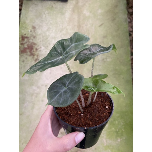 Chậu cứng alocasia ivory coast