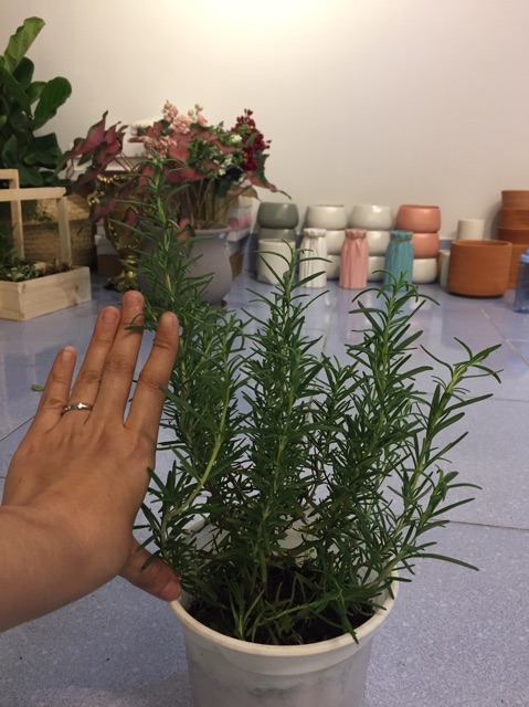 Cây Hương Thảo (Rosemary)