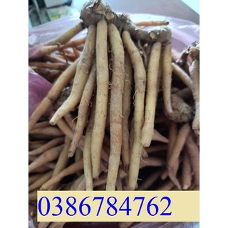 Củ ngãi bún tươi 1Kg