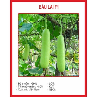 Hạt giống Bầu Lai F1 10 Hạt hạt giống bốn mùa
