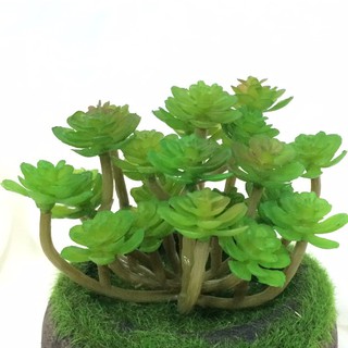 Cây giả, Hoa giả - Cây sen đá chùm nhỏ giả cao cấp HD03