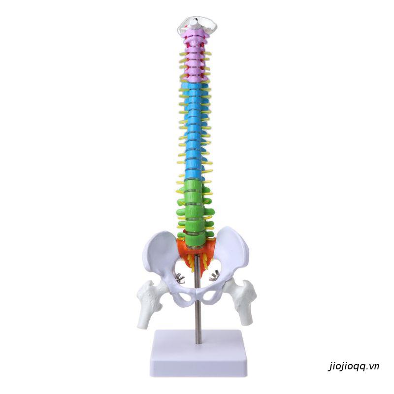Mô hình cột sống người 45cm có thể tháo rời dùng để giảng dạy y khoa