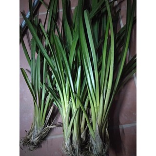 Cây giống hoa lan địa kiếm