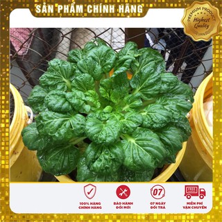 Hạt giống Cải Hoa Hồng 1Gram