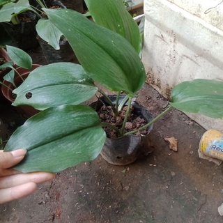 Củ cây ngọc trâm