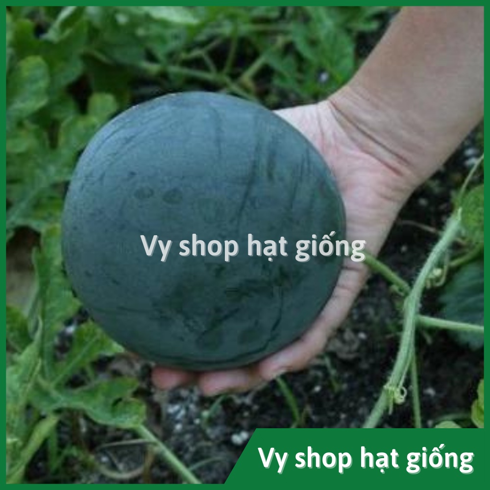 Hạt giống dưa hấu sugar baby Thái Lan gói 40 hạt