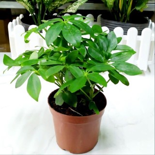 cây ngũ gia bì ( chậu 3 cây)