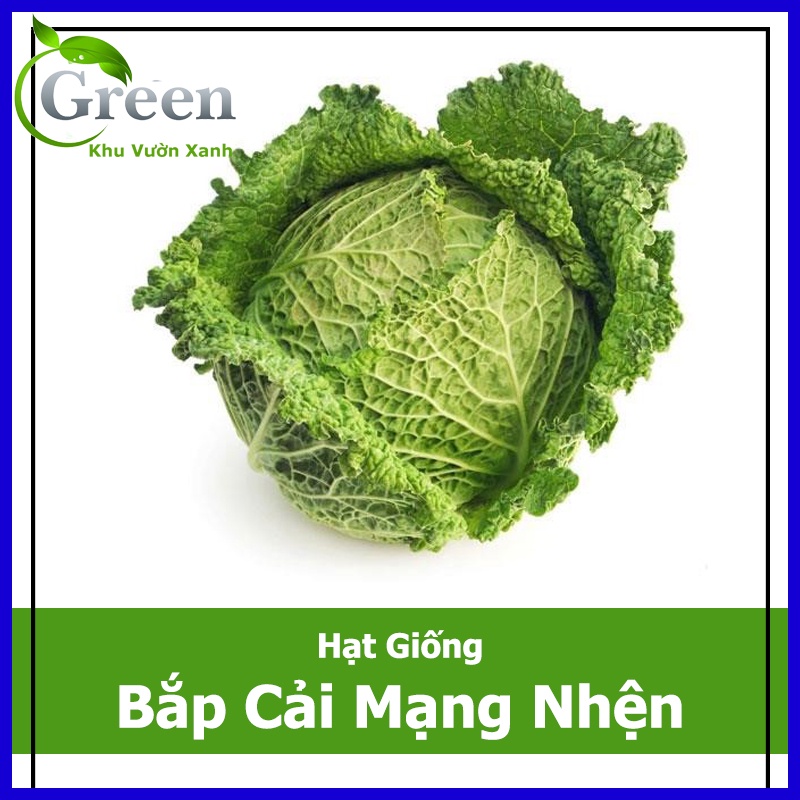 Hạt Giống Bắp Cải Mạng Nhện (Bắp Cải Nhăn)