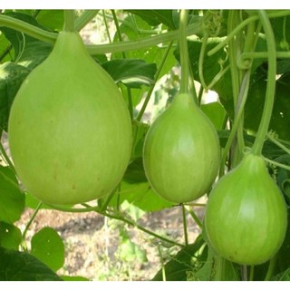 Hạt giống Bầu thiên nga - Gói 3 hạt