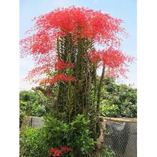 Combo 10 cây giống lan phượng vỹ đỏ