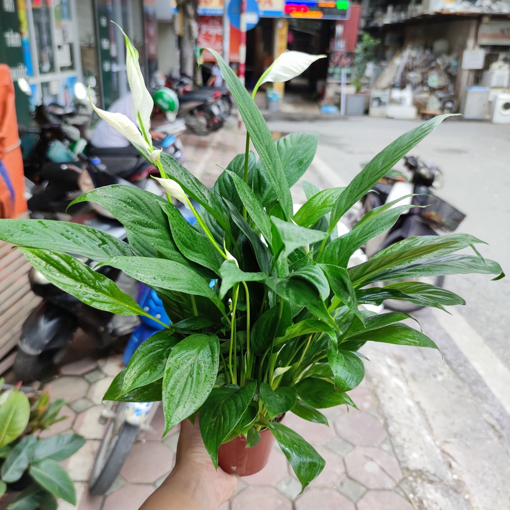 Cây lan ý trang trí nhà cửa ,cây bụi to và nhiều nụ cao 30-35cm trang trí nội thất lọc không khí