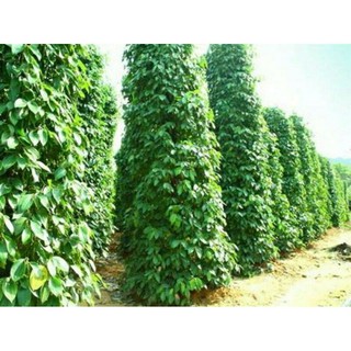 GIỐNG TIÊU SRYLANKA