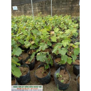 Cây Giống Nho Hạ Đen Siêu Quả