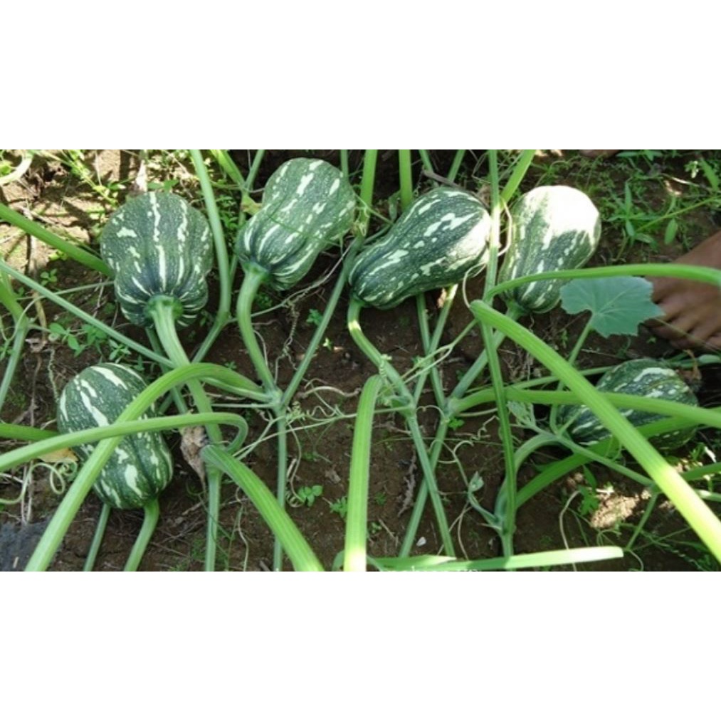 Hạt Giống bí đậu ăn non Katora (10 hạt)