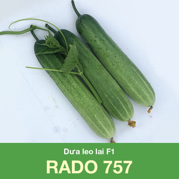 Hạt GIống Dưa Leo F1 Rado 757, Thu sau 35-40 Ngày Gieo