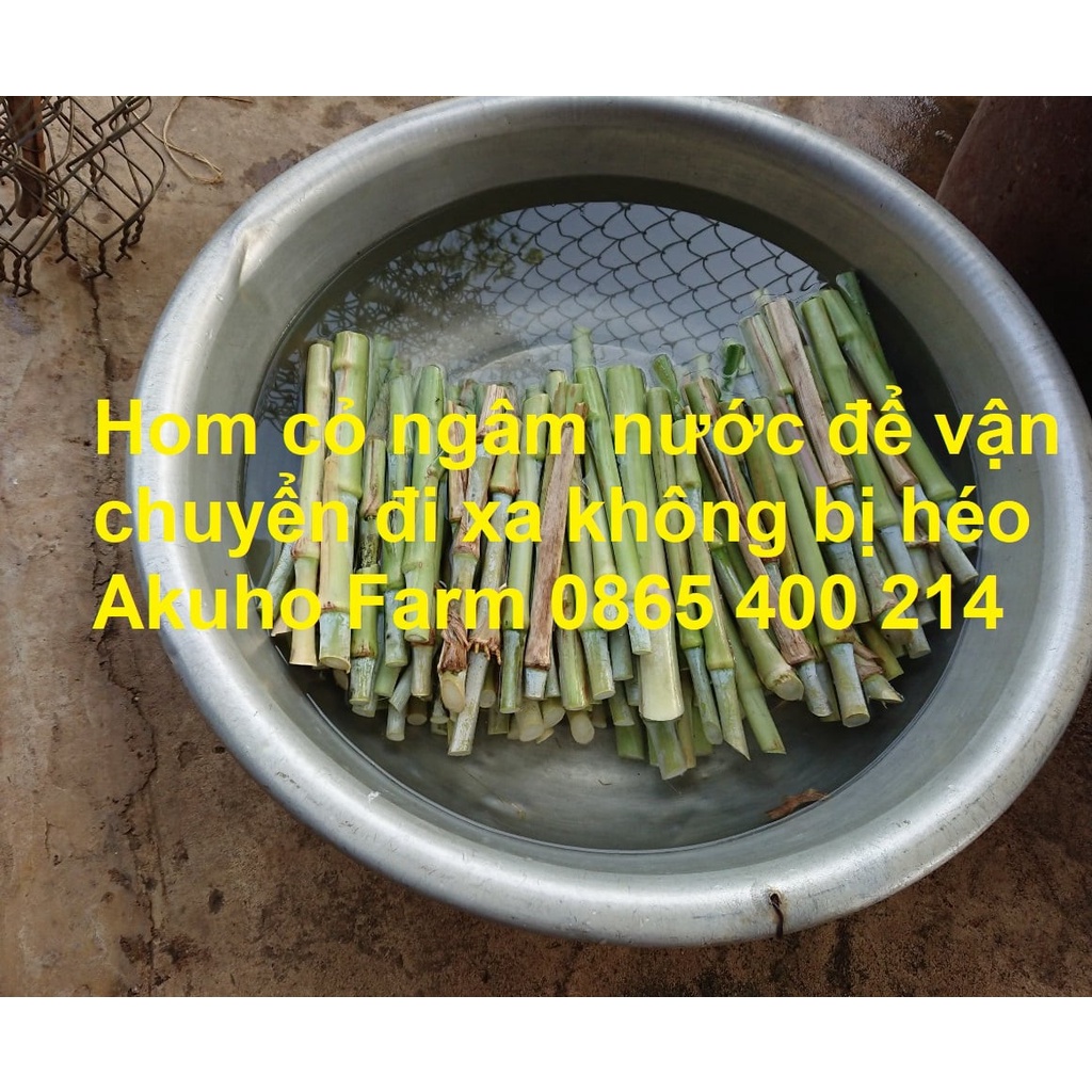 Hom Giống Cỏ Voi Xanh Thái Lan – Pakchong 1