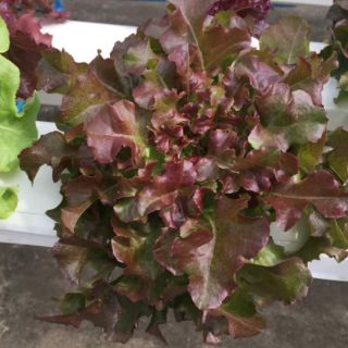 HẠT GIỐNG XÀ LÁCH RED OAK THÁI LAN