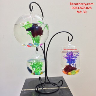 Bể Cá Mini Trang Trí Giá Treo Tam Trụ -30 (Tặng phụ kiện trang trí)
