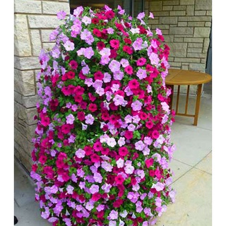 Shop 1K - Gói 100 hạt hoa yến thảo rủ petunia - Tặng thuốc kích hạt nảy mầm nhanh chóng + Hướng dương siêu Lùn