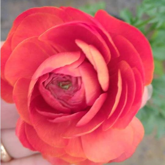 Combo 3 củ hoa hồng mao lương - 3 viên nén kích thích ươm củ