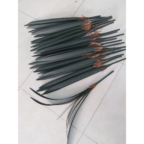 Lá lan Kiếm ( lan dài) dùng cắm trang trí lọ hoa rất đẹp