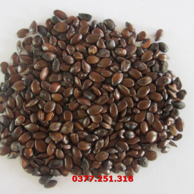 Gói 500g Hạt Giống Cây Keo Dậu  - Hạt Cỏ Chăn Nuôi Gia Súc Gia