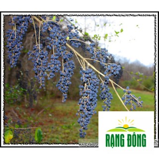 5h hạt giống nho mỹ luykyseedvn