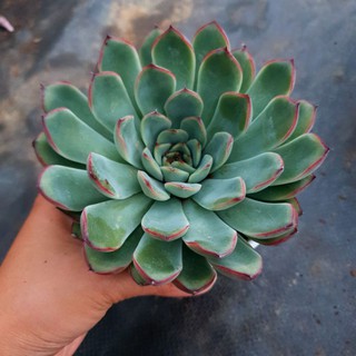 Sen đá viền hồng size trung