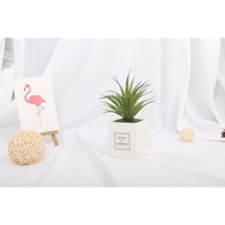 Xương rồng Nhựa PVC - Lá Dứa (Hoacogia decor)