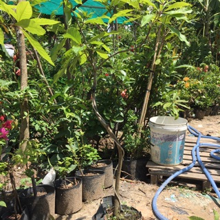Cây Lộc vừng 1 cốt