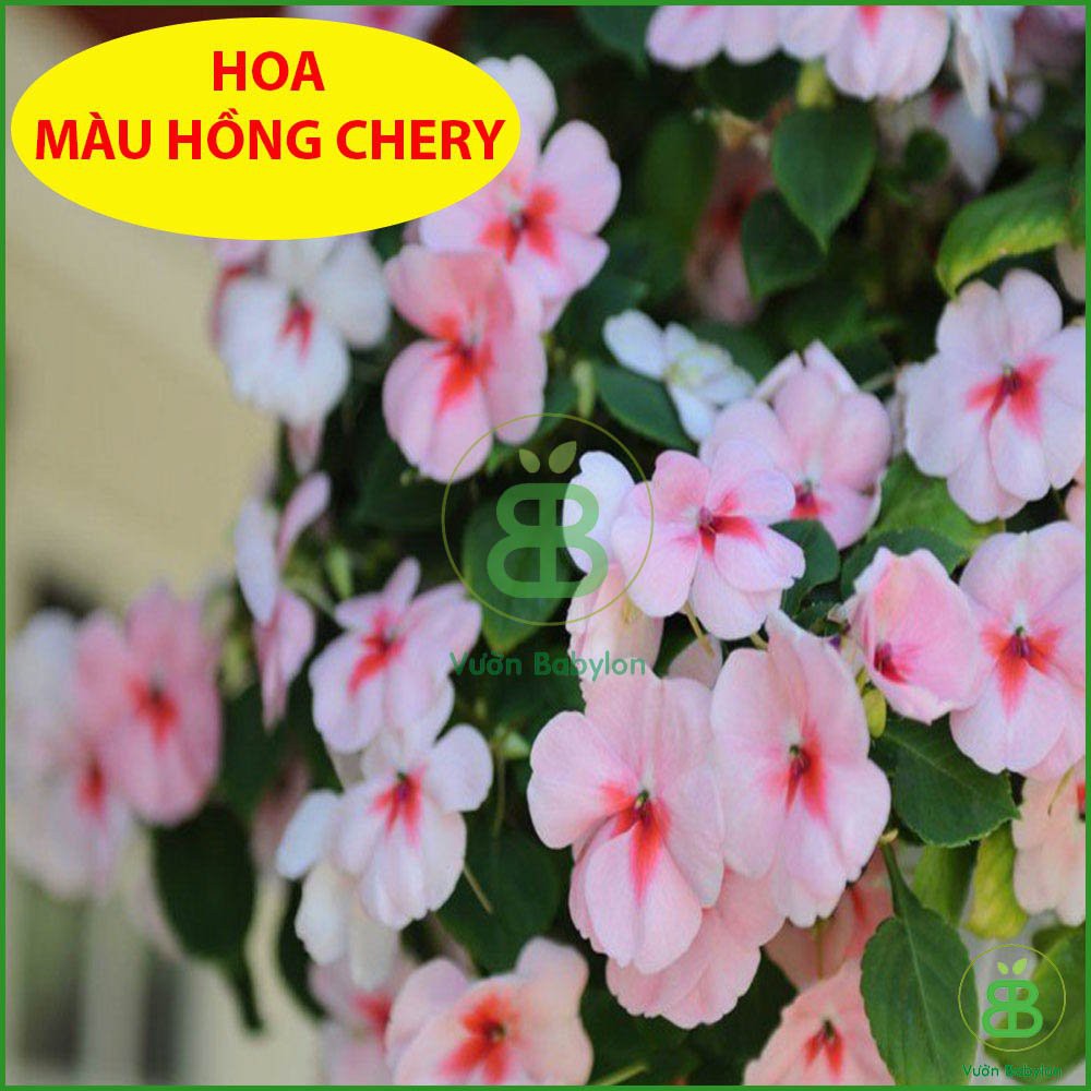Hạt Giống Hoa Ngọc Thảo Cherry 10 Hạt - Hạt Giống Hoa Mai Địa Thảo Thái Lan