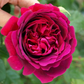 Hoa hồng William Shakespeare 2000 rose
