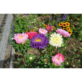 Hạt Giống Hoa Cúc Công Chúa Nhiều Màu - cuc cong chua