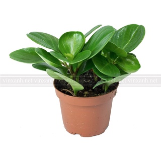 Cây trường sinh mini để bàn