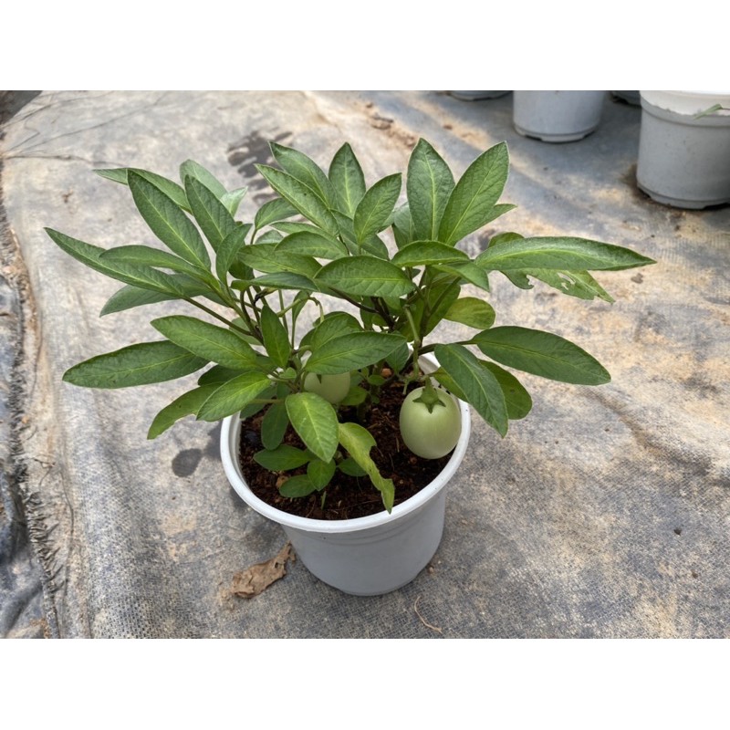 CÂY DƯA PEPINO VÀNG & TÍM - GIỐNG NAM MỸ