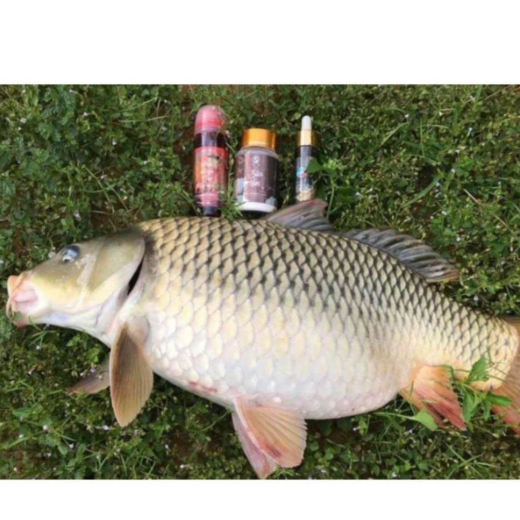 Bộ ba tinh mùi câu cá chép siêu nhậy - Tinh mùi Sa Phạm: Tinh sữa pudding, Dụ chép lục hương, Sữa non Sapham Fishing