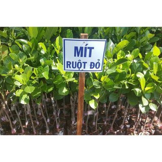 TẶNG 1 P.BÓN_COMBO 3 CÂY GIỐNG MÍT RUỘT ĐỎ 130K