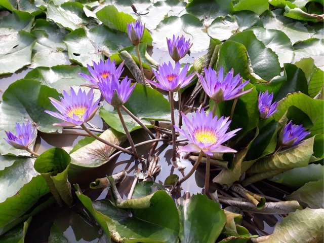 Cây hoa súng Thái Lan màu Tím Huế Đ-05