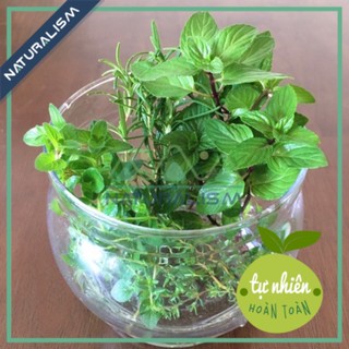 Lá bạc hà Tươi/Khô Hữu Cơ Mint Organic
