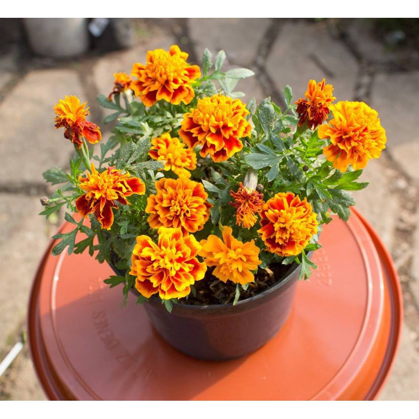 Hạt Giống Hoa Cúc Vạn Thọ Pháp Tặng Bộ Dụng Cụ Mini Trồng Cây Tặng Bộ Dụng Cụ Mini Trồng Cây