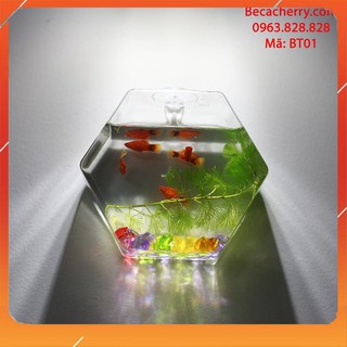 Bể mini lục giác treo tường 16cm BT01